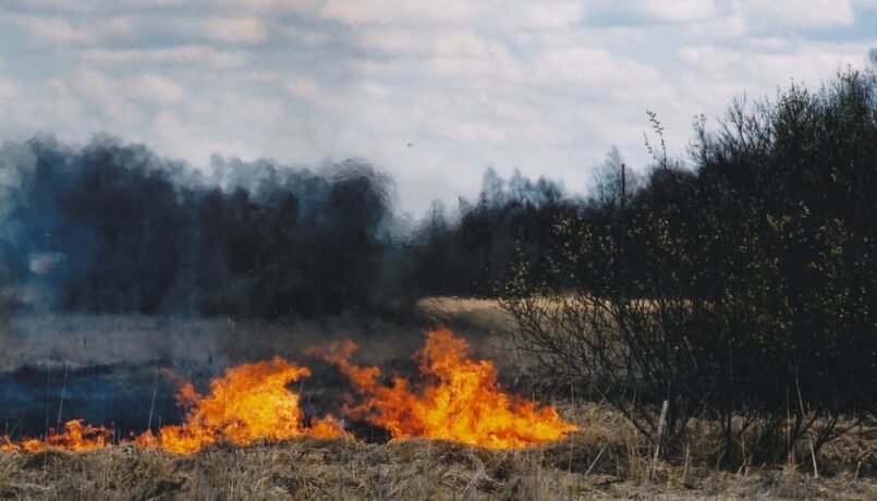 Вызывающие лесные пожары нарушения теперь будут более жестко пресекаться
