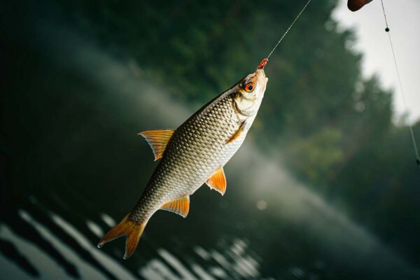 Департамент напоминает о правилах любительской рыбалки