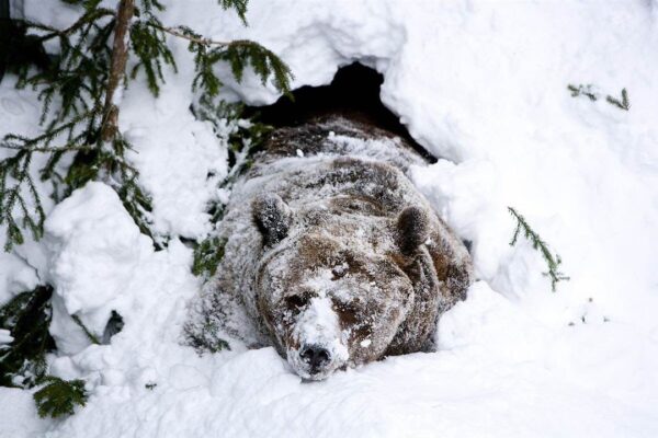 Спящего в лесу медведя нельзя тревожить