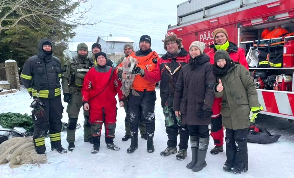 Операция по спасению лебедя
