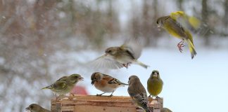 ЗИМНЯЯ ПОДКОРМКА ПТИЦ: ЕСЛИ КОРМИТЬ, ТО ОТВЕТСТВЕННО