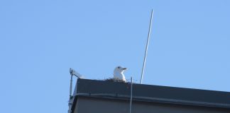 СКОРО ПЕРИОД ГНЕЗДОВАНИЯ ПТИЦ — ПОРА ОСМОТРЕТЬ КРЫШИ