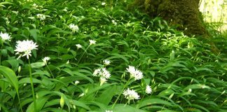 СБОР ЧЕРЕМШИ — В РАЗУМНЫХ КОЛИЧЕСТВАХ И ТОЛЬКО ДЛЯ ЛИЧНОГО ПОЛЬЗОВАНИЯ