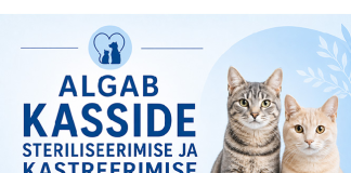 НАЧАЛАСЬ КАМПАНИЯ ПО СТЕРИЛИЗАЦИИ КОШЕК