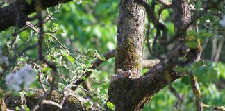 С 15 АПРЕЛЯ ДО 15 ИЮЛЯ — ПИК ГНЕЗДОВАНИЯ ПТИЦ