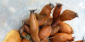 БОРЬБА С САДОВЫМИ СЛИЗНЯМИ: ЧЕМ РАНЬШЕ, ТЕМ ЛУЧШЕ