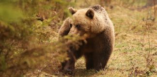 КАК ВЕСТИ СЕБЯ ПРИ ВСТРЕЧЕ С МЕДВЕДЕМ?