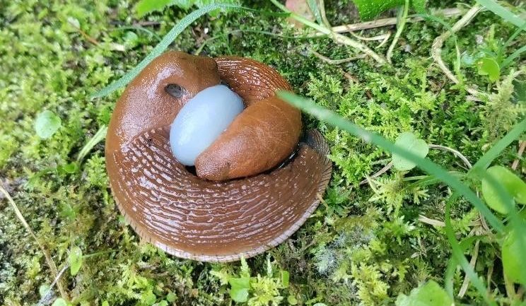 Осенняя борьба с инвазивными слизнями