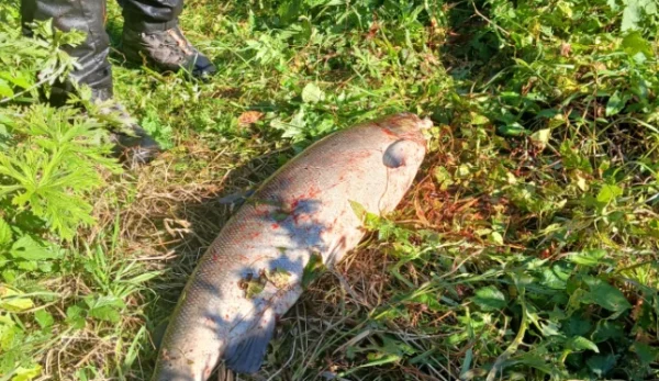 Действует период запрета на ловлю лососевых: штраф — до 2400 евро